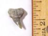 Cow shark tooth